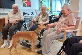 Hundetherapie